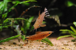 Dianyema stroichvostaya (wigright) - akvárium rezidens